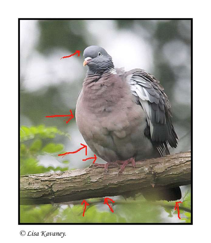 pigeoneditcopyshazu6.jpg