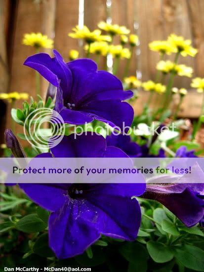 purpleandyellowflowers.jpg