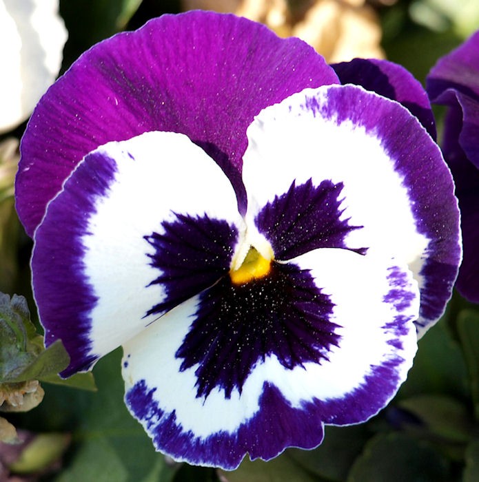 purple-flower.jpg