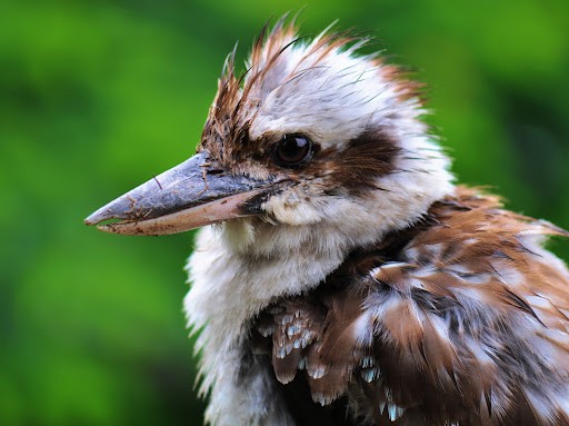 Kookaburra.jpg