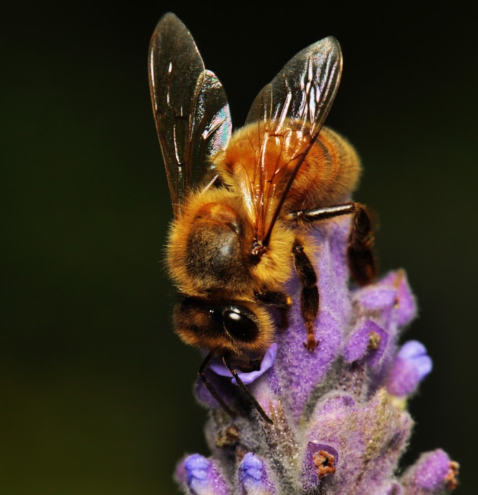 Bee%26Lavender2.jpg