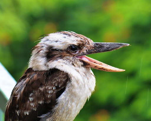 Kookaburra4.jpg