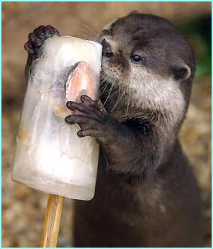 _39275907_otter.jpg