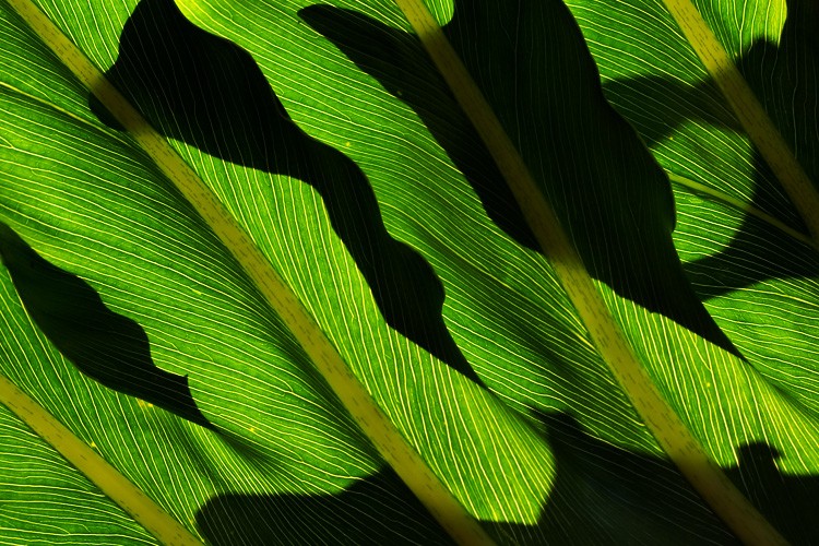 abstractleaf.jpg