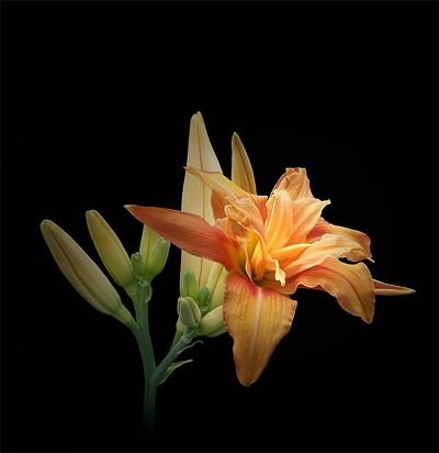 daylily.jpg