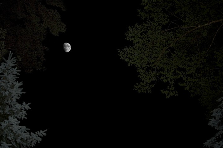 moon_withtrees_big.jpg