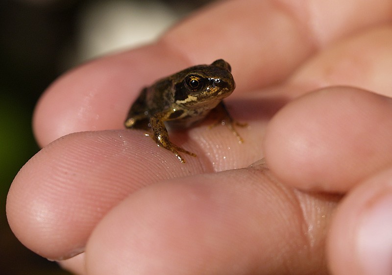 Frog-on-hand-2.jpg