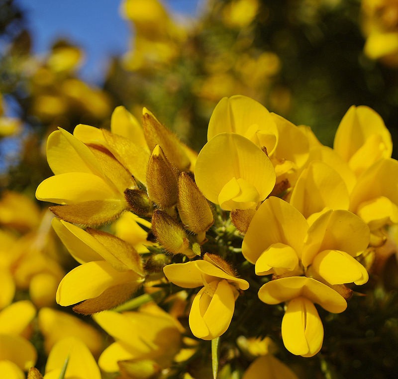 Knott%20End%2C%20gorse.jpg