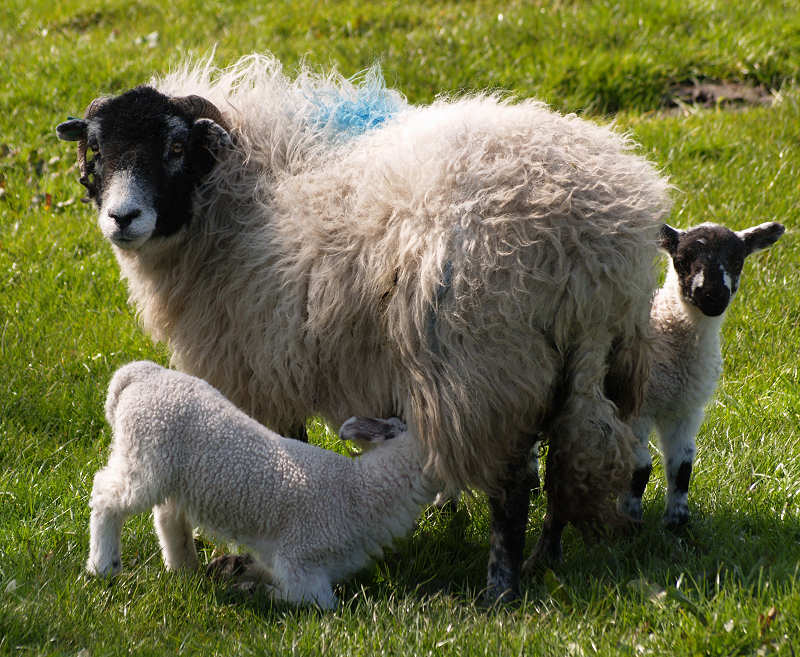 Swaledale%20sheep.jpg