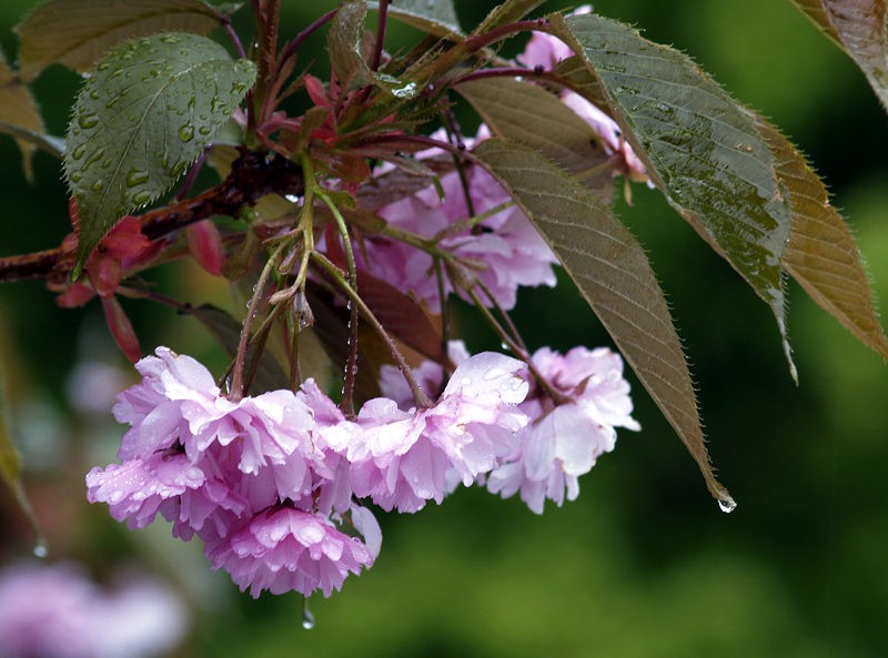 Wet%20cherry%20blossom.jpg