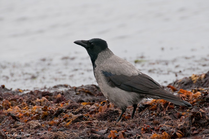 Hooded-Crow.jpg