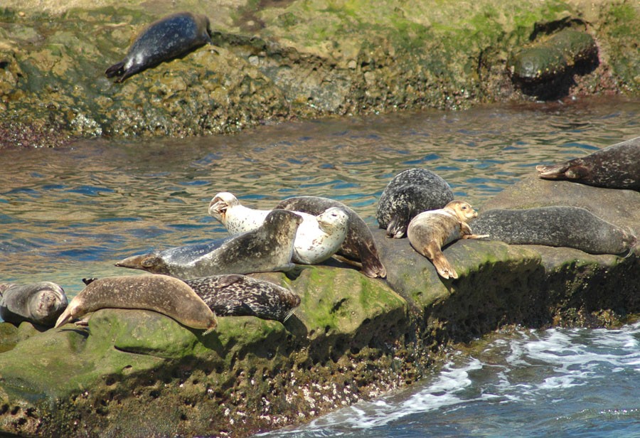 Seals_In_La_Jolla-1.jpg