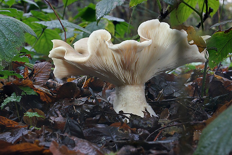 Clitocybe_nebulosaMerge800.jpg