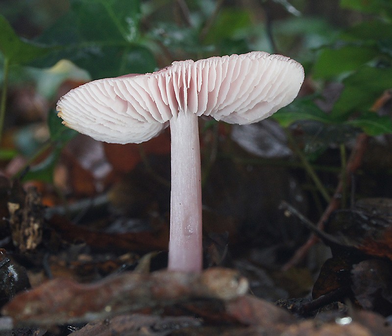 Mycena_puraMerge800.jpg