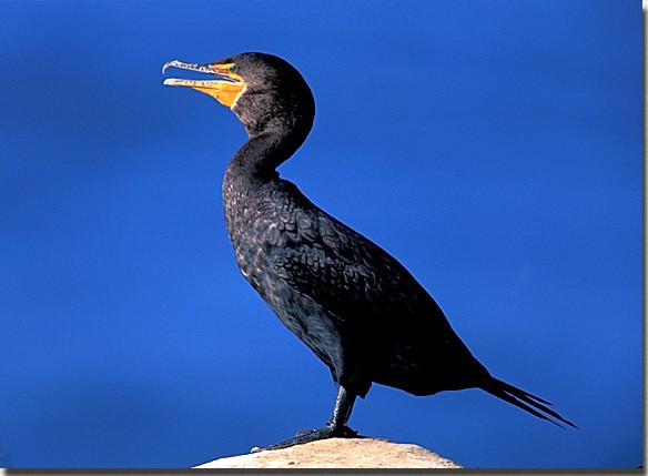 dccormorant02.jpg