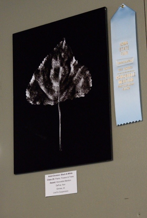 19529-floating-leaf.jpg