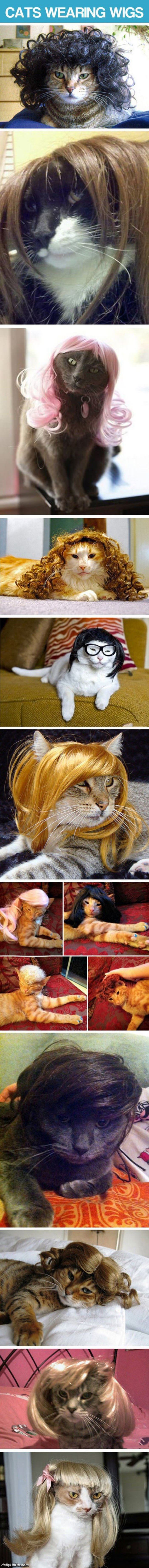 cats_wearing_wigs.jpg