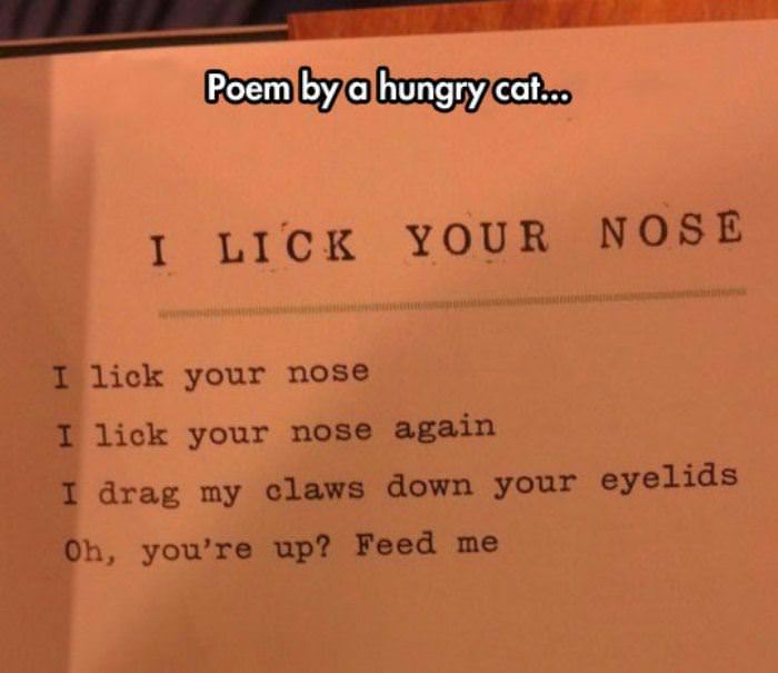 poem_by_a_hungry_cat.jpg