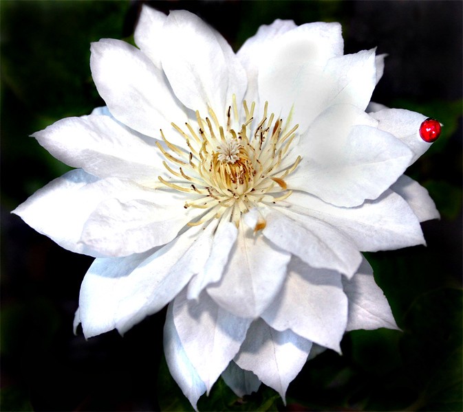 Clematis-B-UE-L.jpg