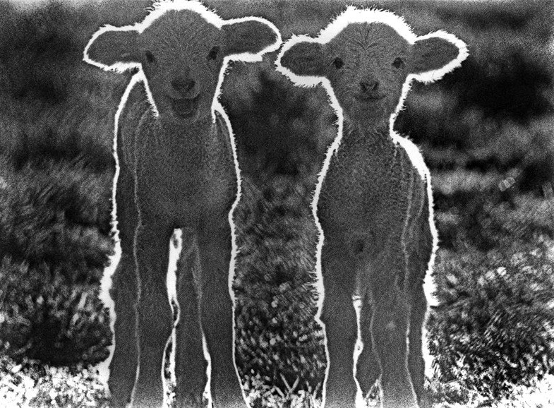 Lambies-UE.jpg