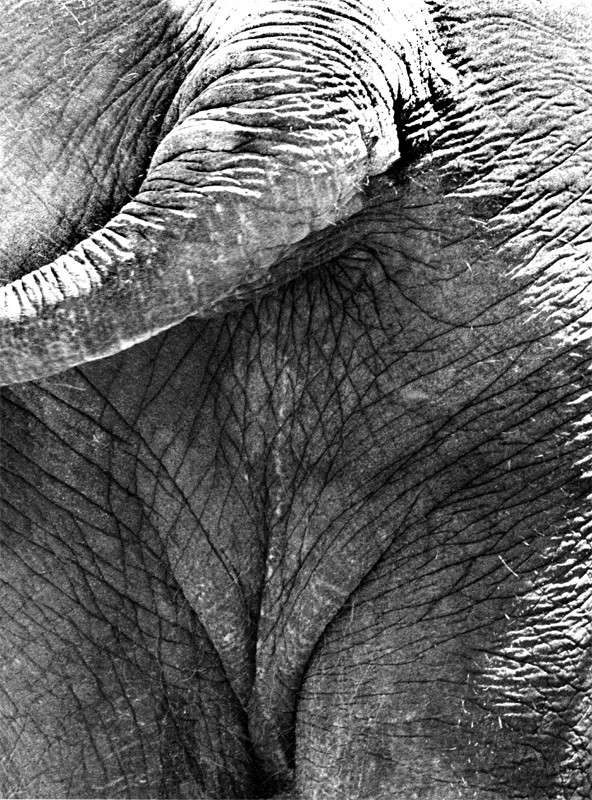 Elephant---HP.jpg