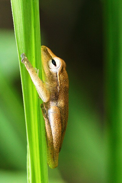 Leaf%20frog.jpg