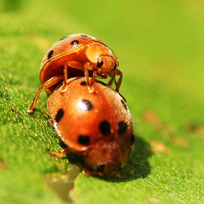 Ladybirds%20At%20Work%201.jpg