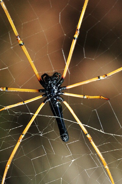 Spider%20on%20web%202.jpg