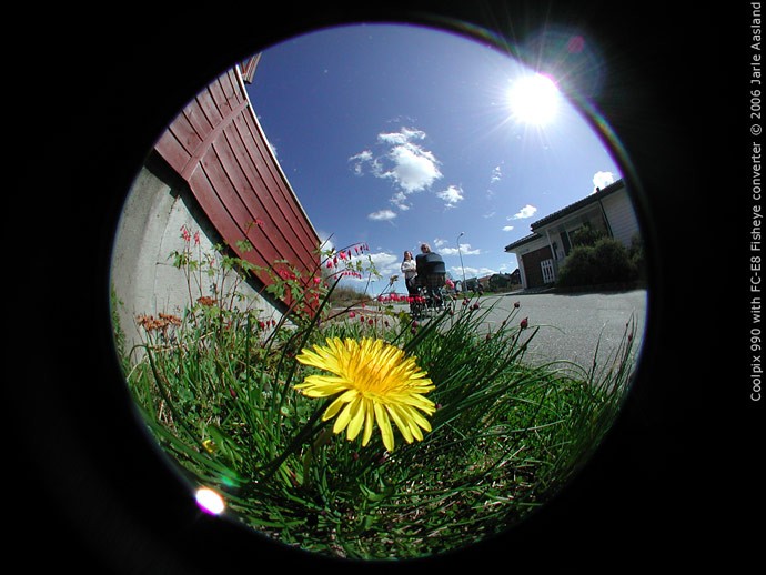 fisheye_flower.jpg