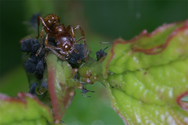 ant_dinner_02.jpg