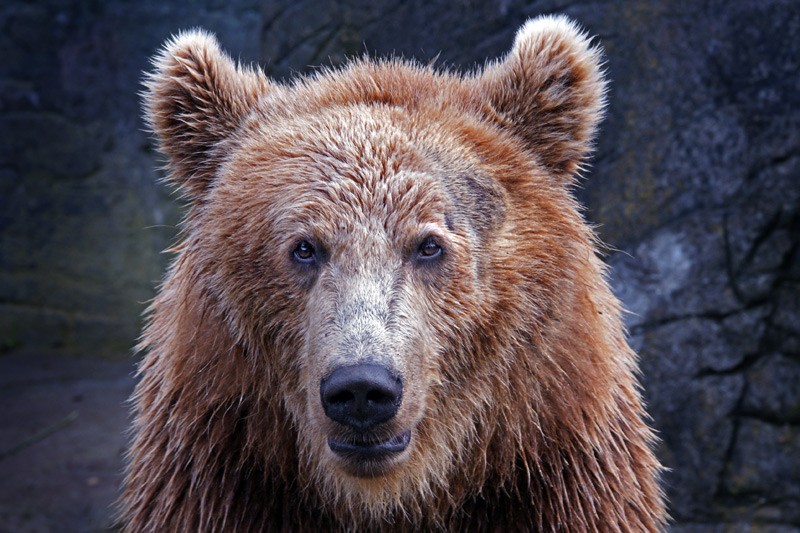 bear_01.jpg