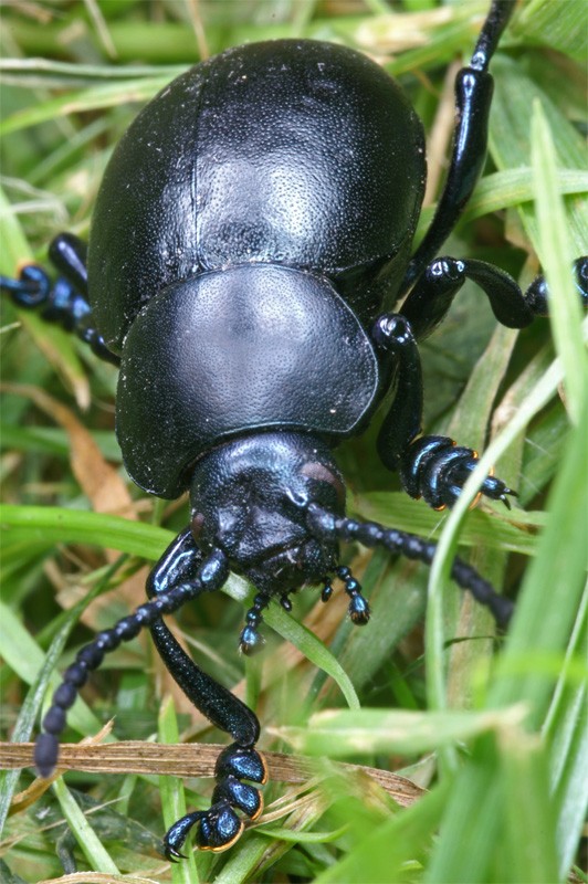 black_beetle_01.jpg