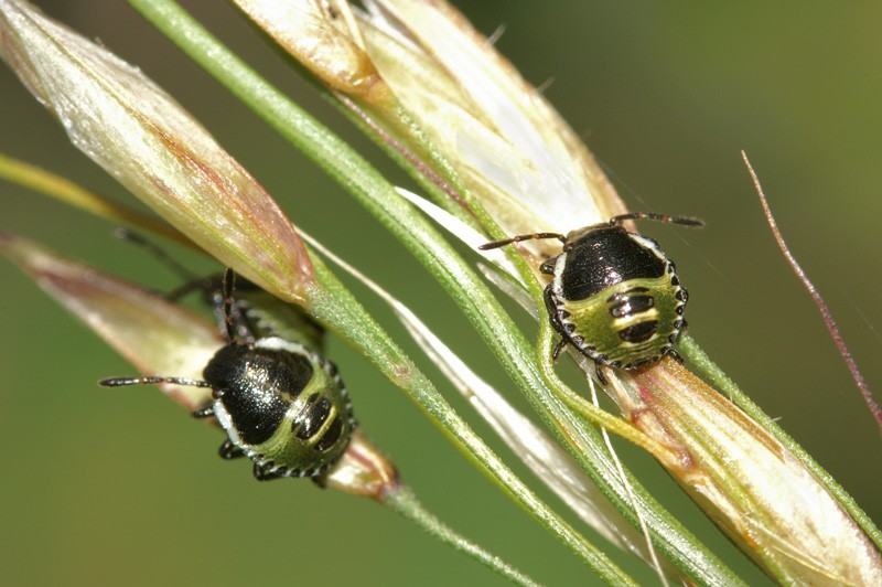 blackgreen_bug_01.jpg