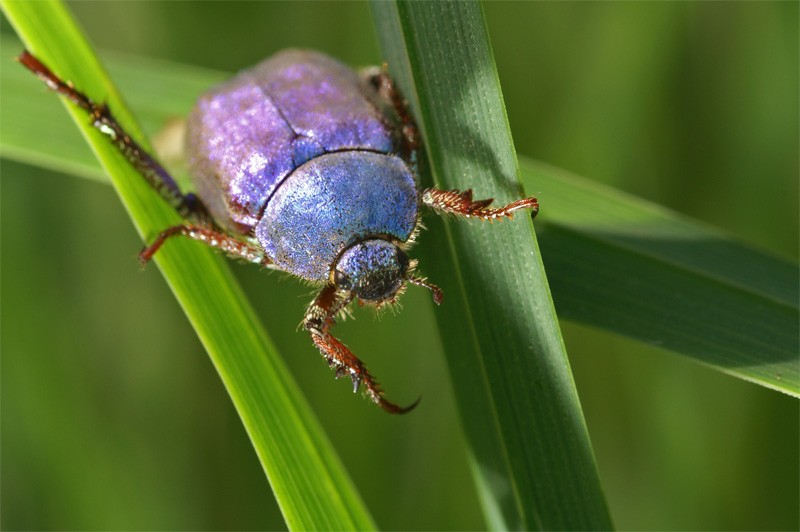 blue_beetle_01.jpg