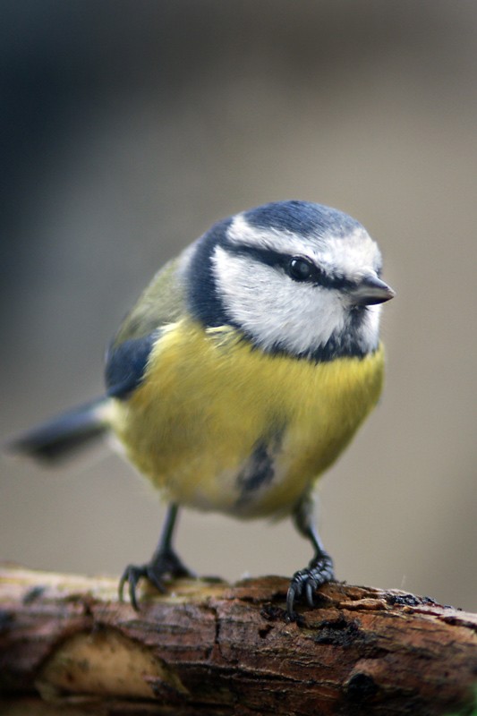 blue_tit_03.jpg