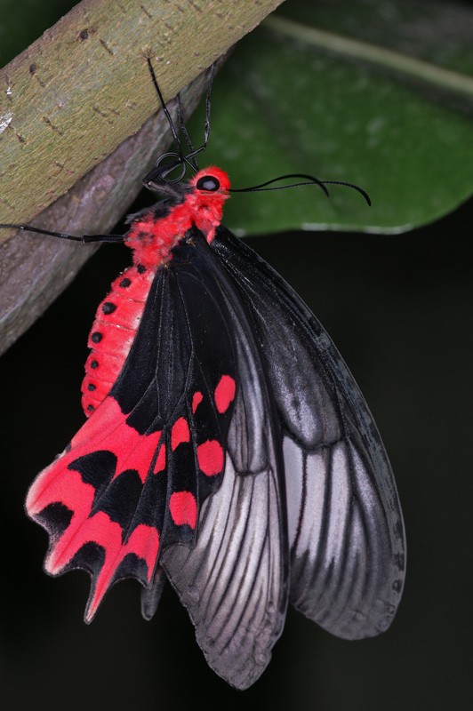 butterfly_02.jpg