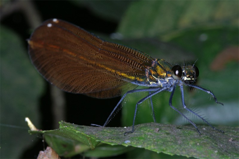 calopteryx_virgo_01.jpg