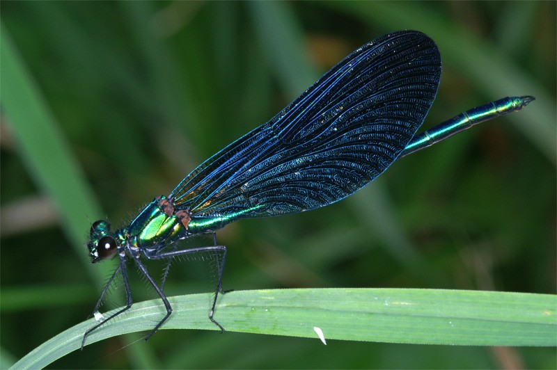 calopteryx_virgo_03.jpg