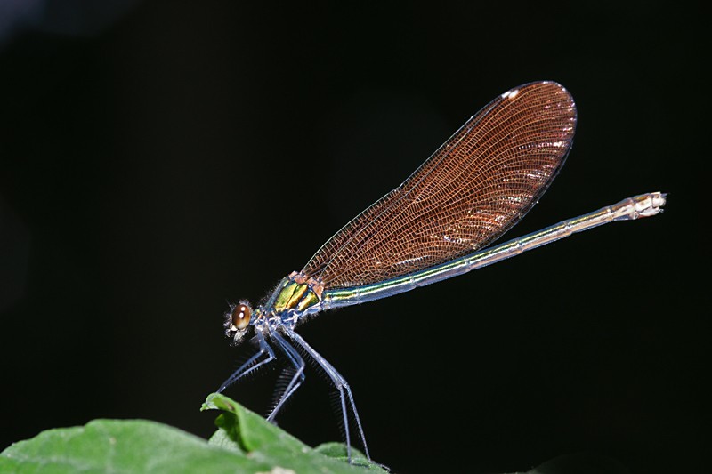 calopteryx_virgo_04.jpg