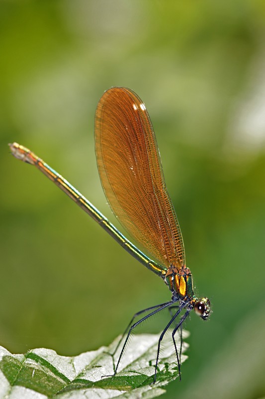 calopteryx_virgo_05.jpg