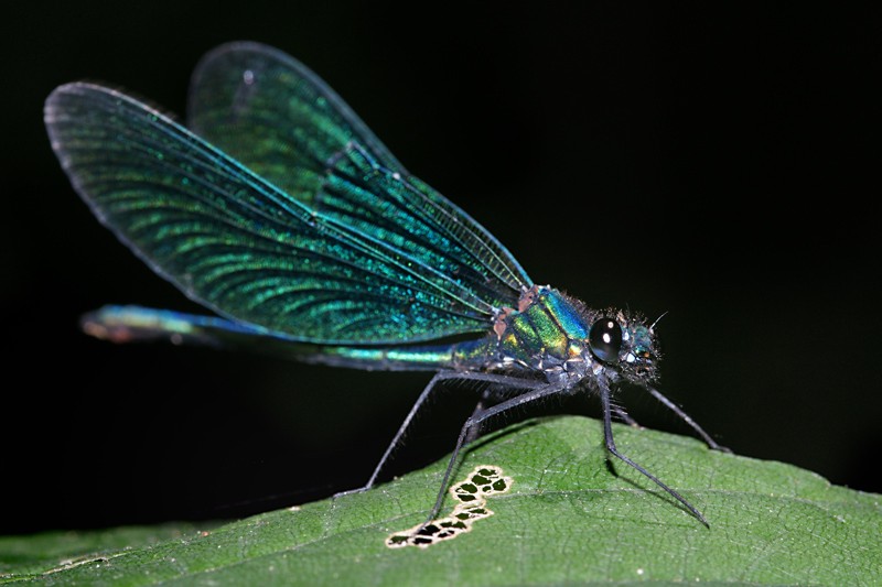 calopteryx_virgo_07.jpg