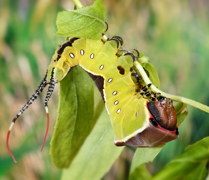 cerura_vinula_17.jpg