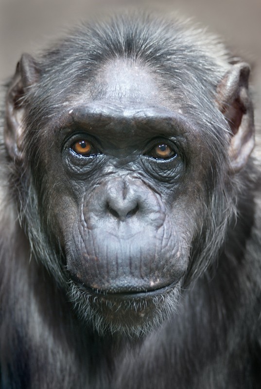 chimp_03.jpg