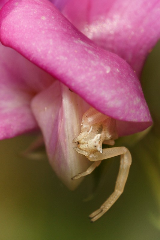 crab_spider_05.jpg