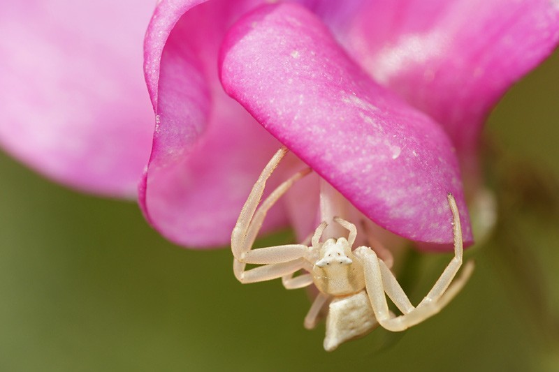 crab_spider_06.jpg