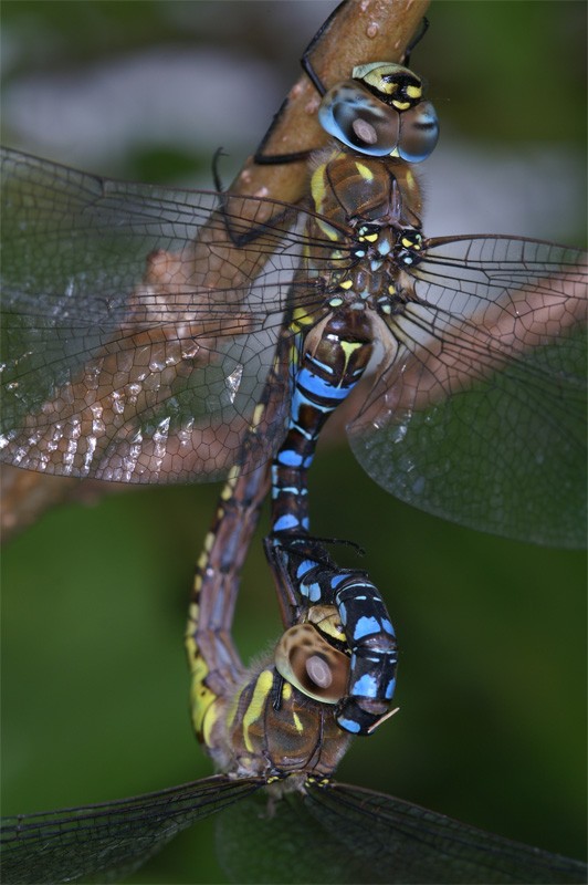 dragonfly1.jpg