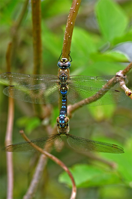 dragonfly2.jpg