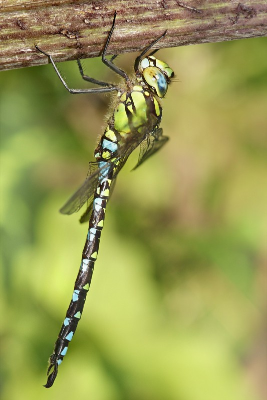 dragonfly_02.jpg