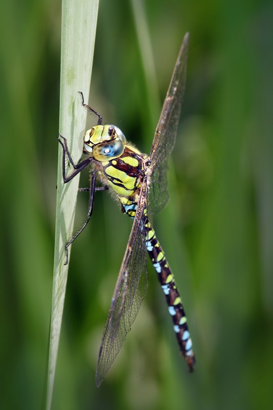 dragonfly_03.jpg