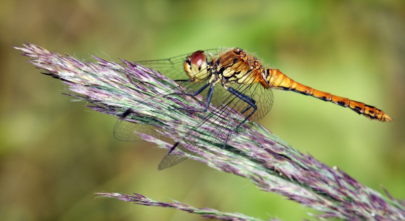 dragonfly_22.jpg
